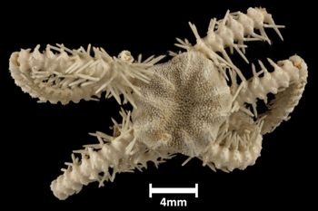 Media type: image;   Invertebrate Zoology OPH-2128 Description: Top of brittle star with a view of the disc.;  Aspect: dorsal
